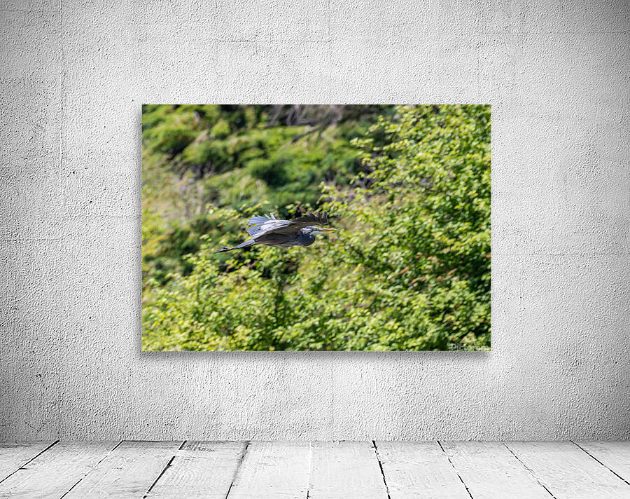 rifel bird sanctuary 2 Wall Preview