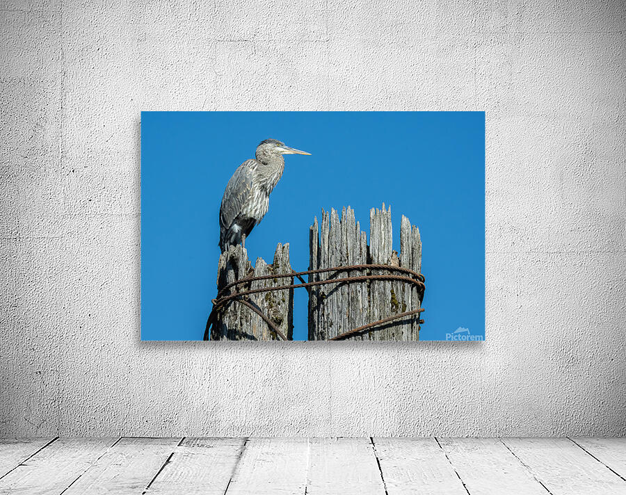 Great Blue Haron Fraser River Fort Langley 3 Wall Preview