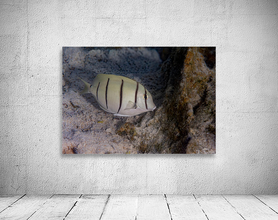 Convict Tang 2 Wall Preview