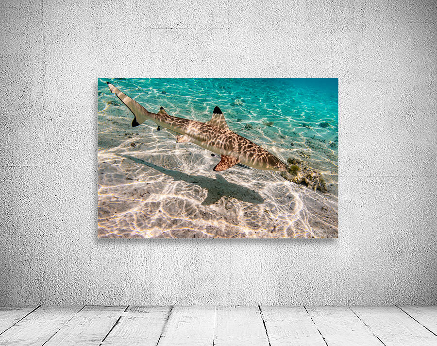 Black Tip Shark 3 Wall Preview