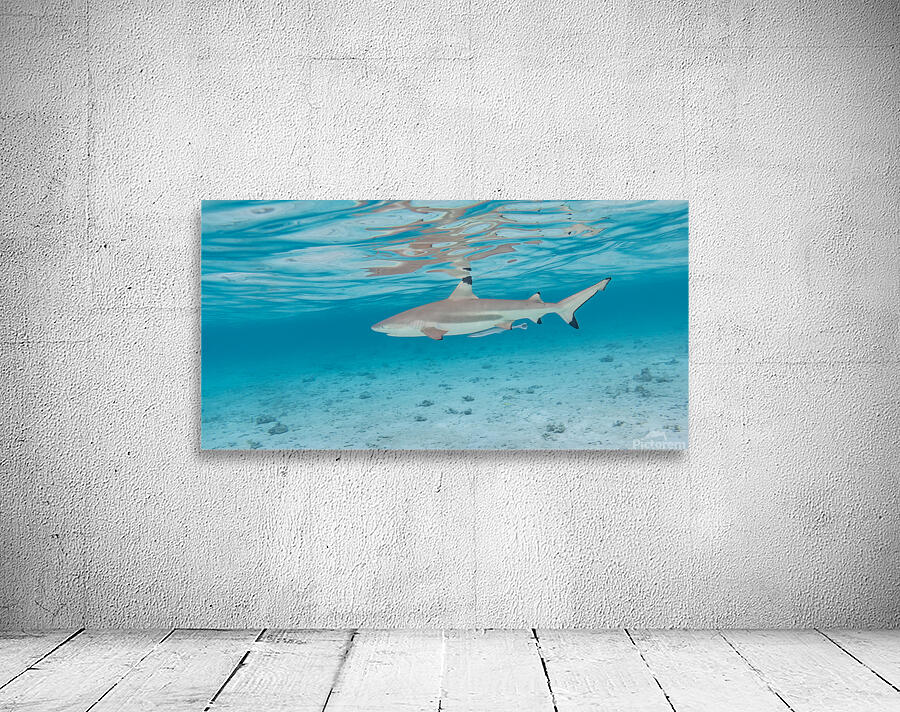 Black Tip Shark Wall Preview