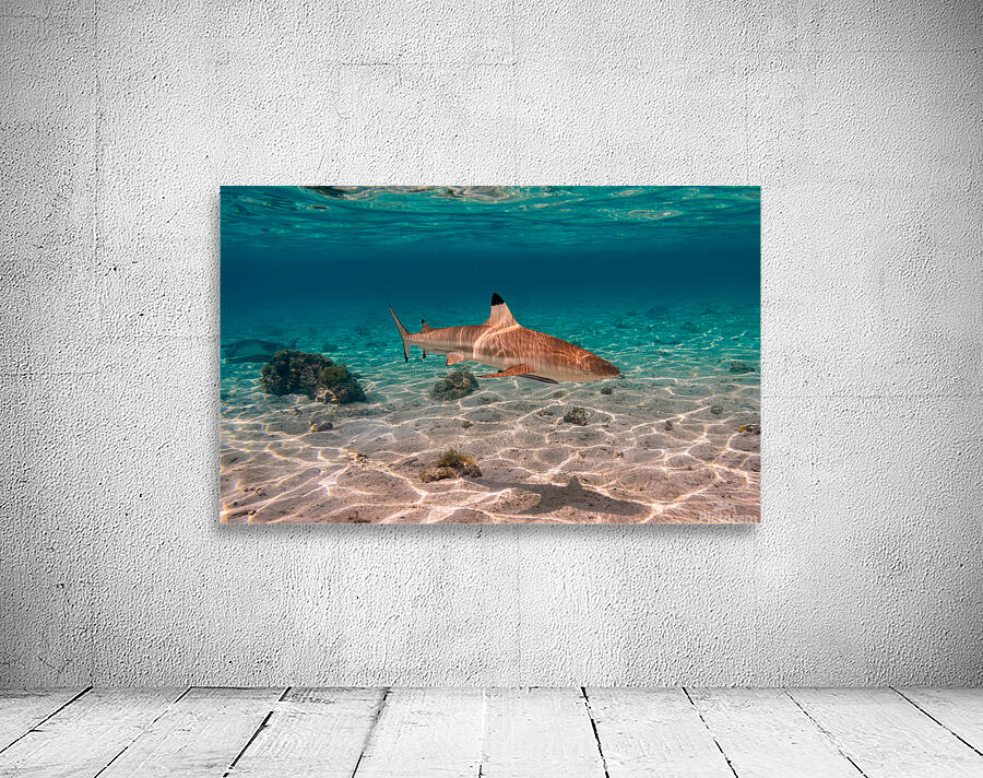 Black Tip Shark 2 Wall Preview