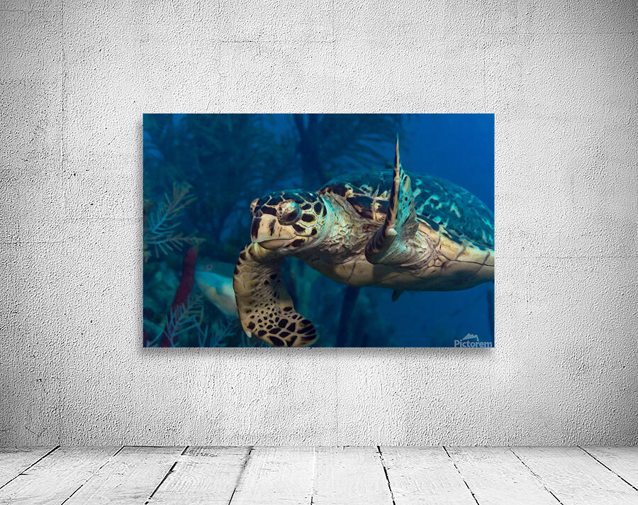 Hawksbilled turtle  Wall Preview