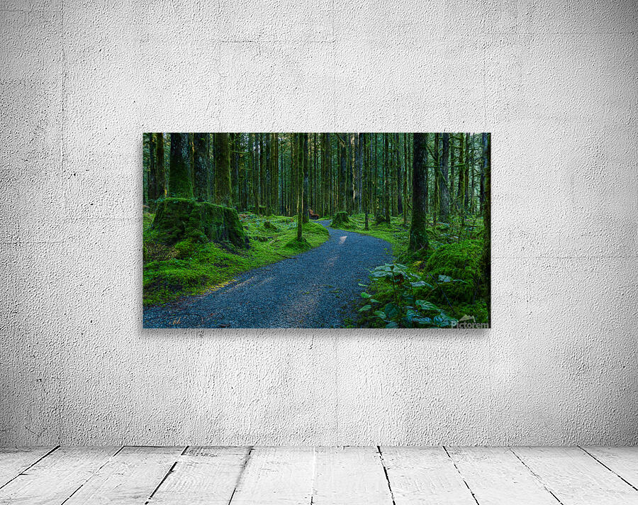 Trail in the woods Wall Preview