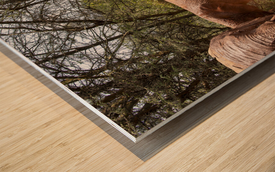 Orphaned elephants rehab center Sheldrick wildlife Impression sur bois