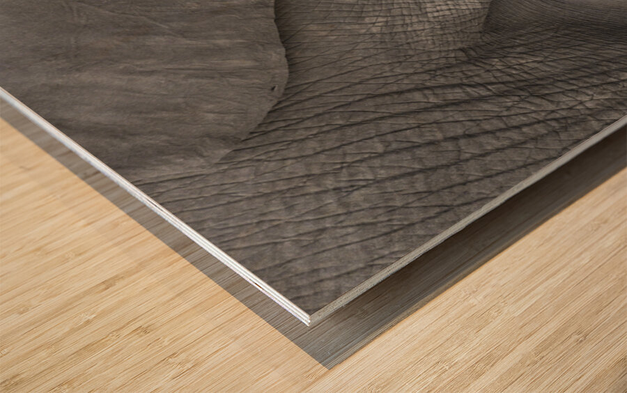 African grey elephants Amboseli National Park Kenya Wood print