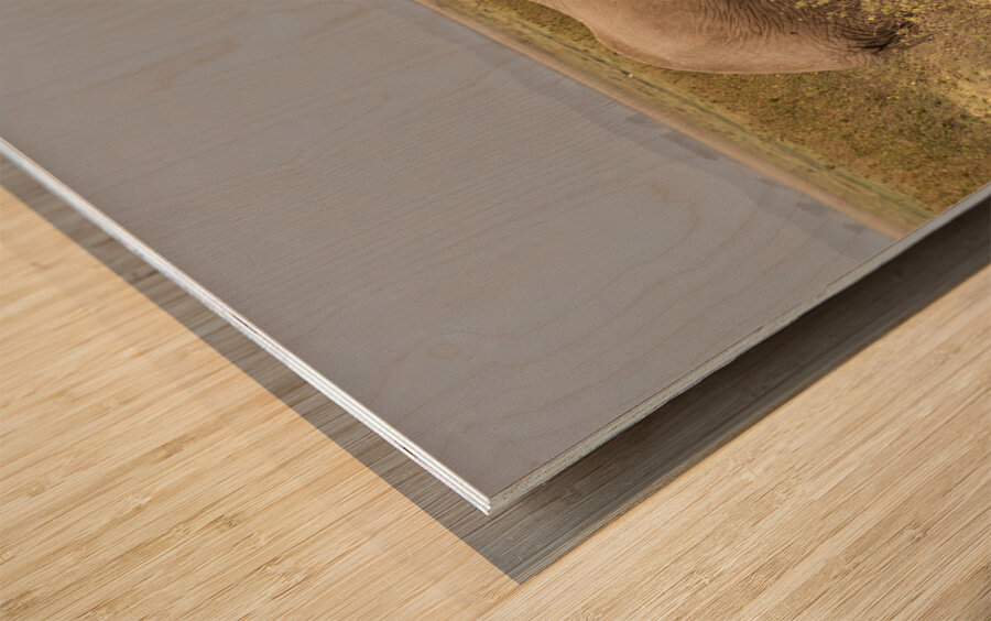 African elephant Amboseli National Park Kenya Wood print