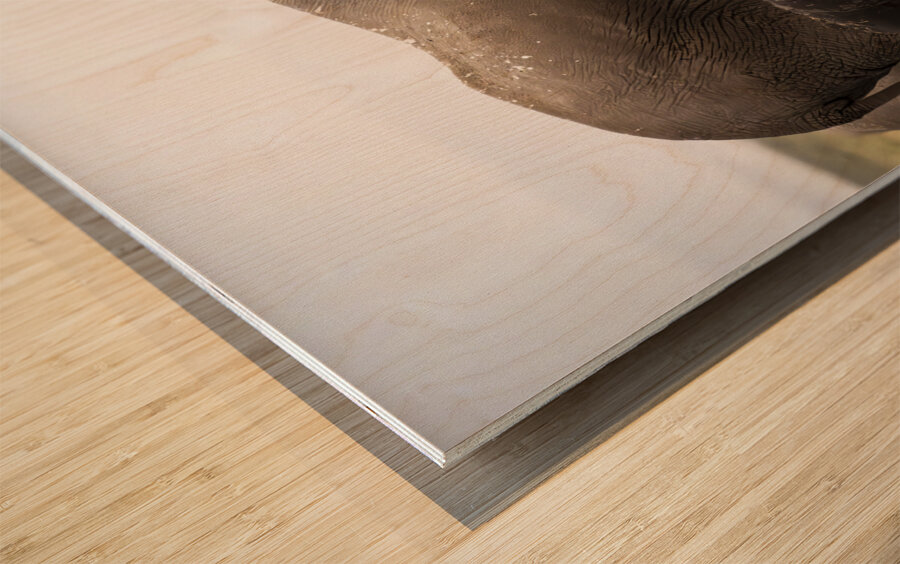 African elephants Amboseli National Park Kenya Wood print