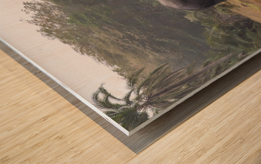  Elephants Amboseli National Park Kenya Impression sur bois