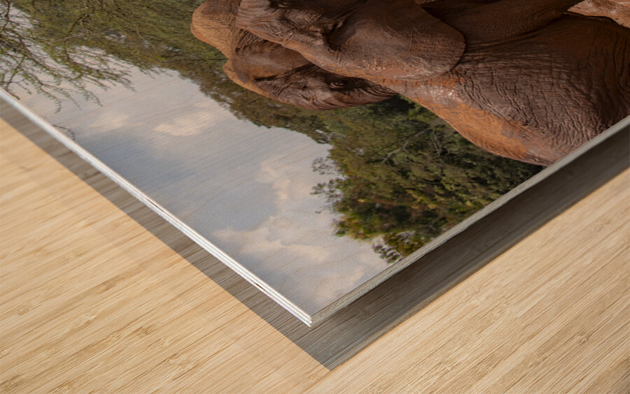 Orphaned elephants rehab center Sheldrick wildlife Impression sur bois