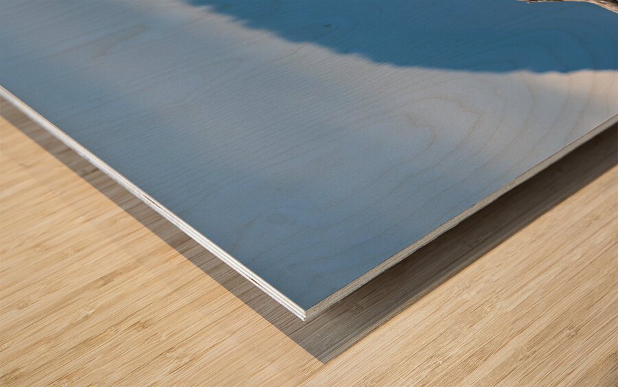 Great blue heron Pitt lake B.C Wood print