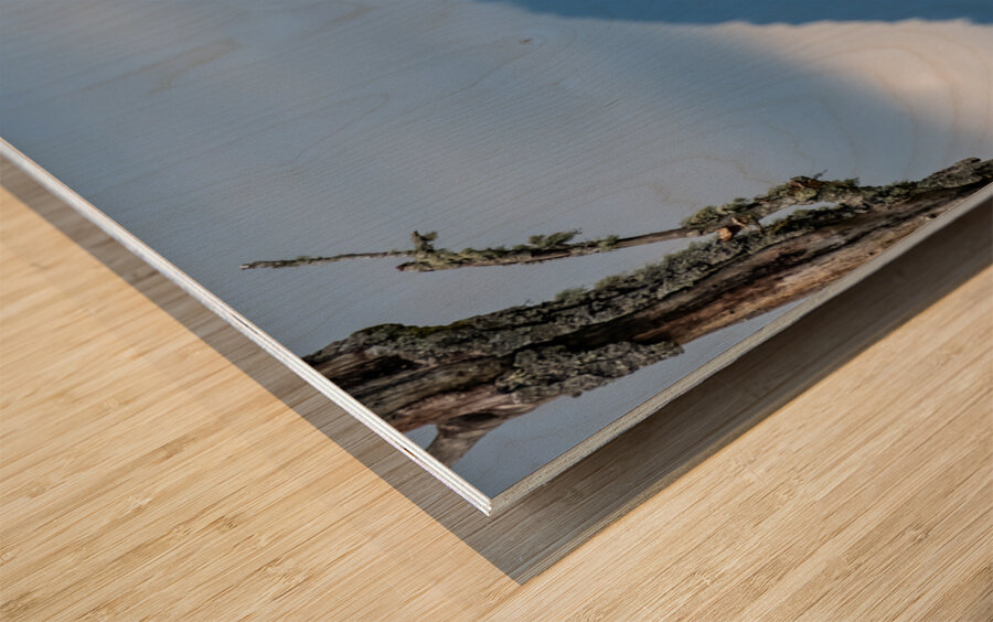 Great blue heron Pitt lake B.C Wood print