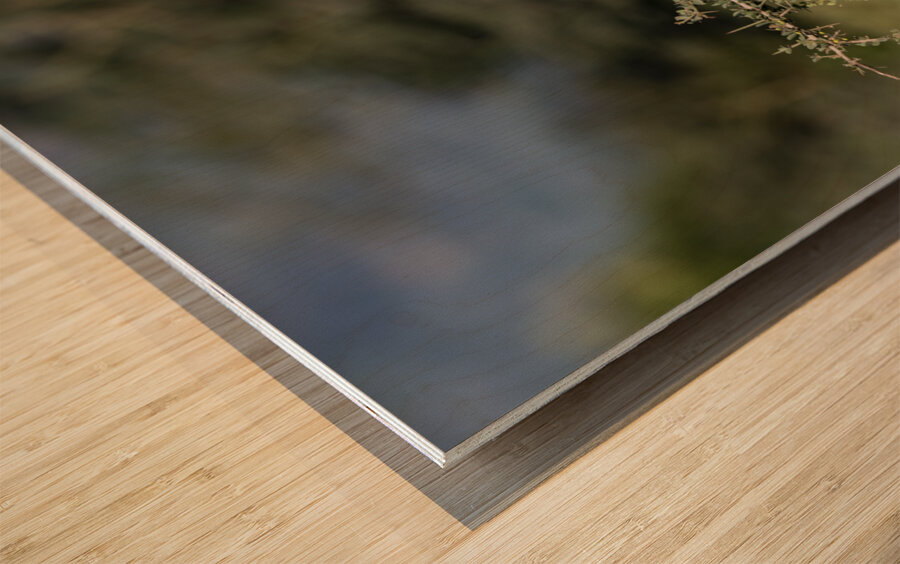 Augur Buzzard Lake Nakuru Lodge Africa  Wood print