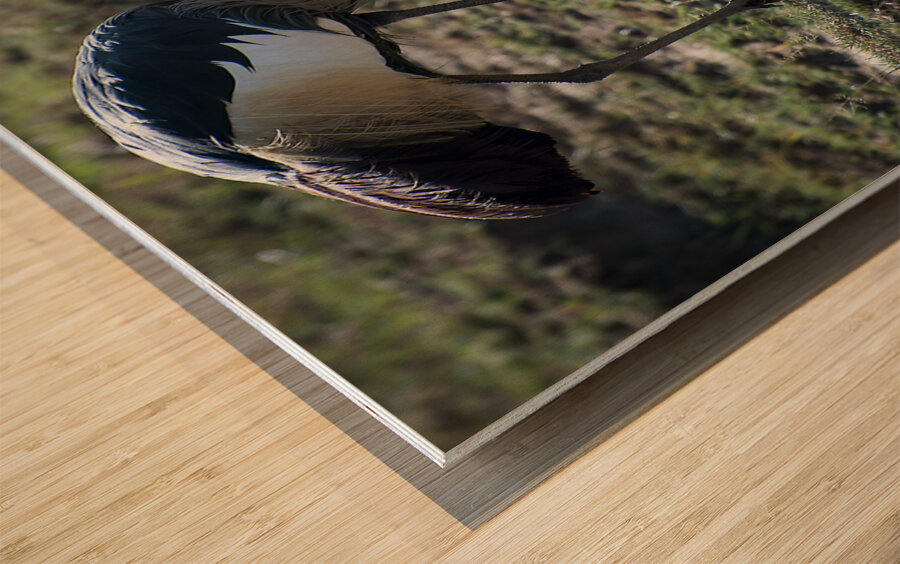 Crowned Crane Wood print