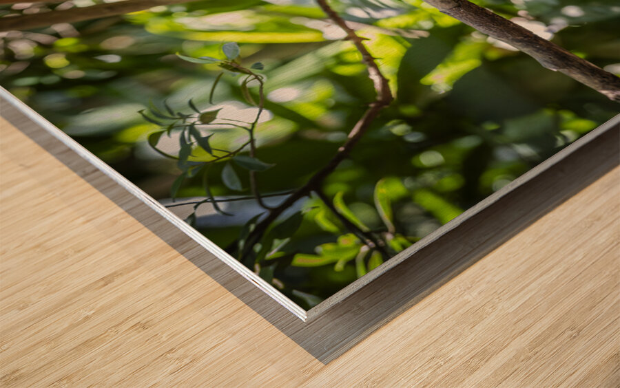 Bird of Paradise Papua New Guinea  Wood print