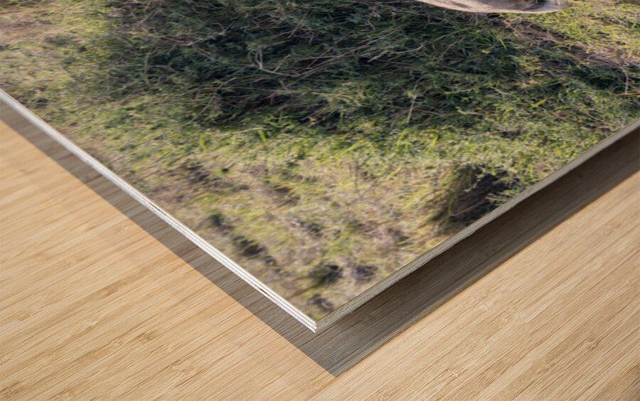 Ashnil Masai Mara Wood print