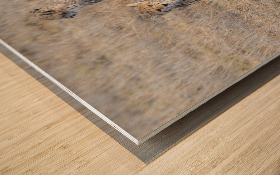 Cheetah cubs Amboseli National Park Kenya Wood print