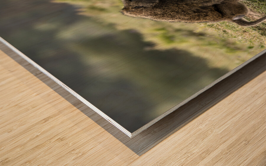 Baboons Lake Nakuru kenya Wood print