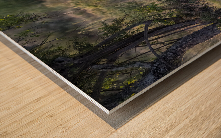 Lion Lake Nakuru kenya Wood print