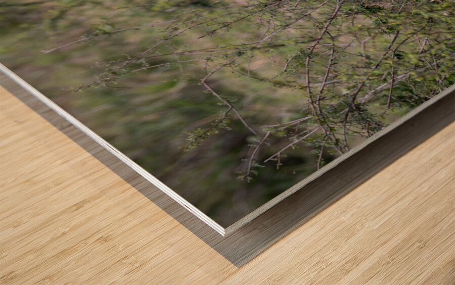 Lion cub masai mara Wood print