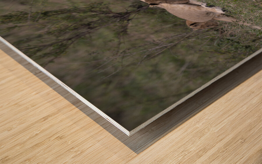 Lions masai mara Wood print