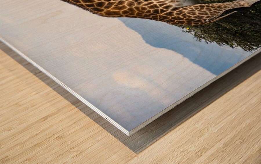 Giraffe Lake Nakuru kenya Wood print