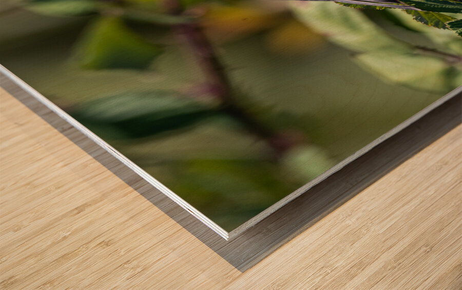 Chickadee Impression sur bois