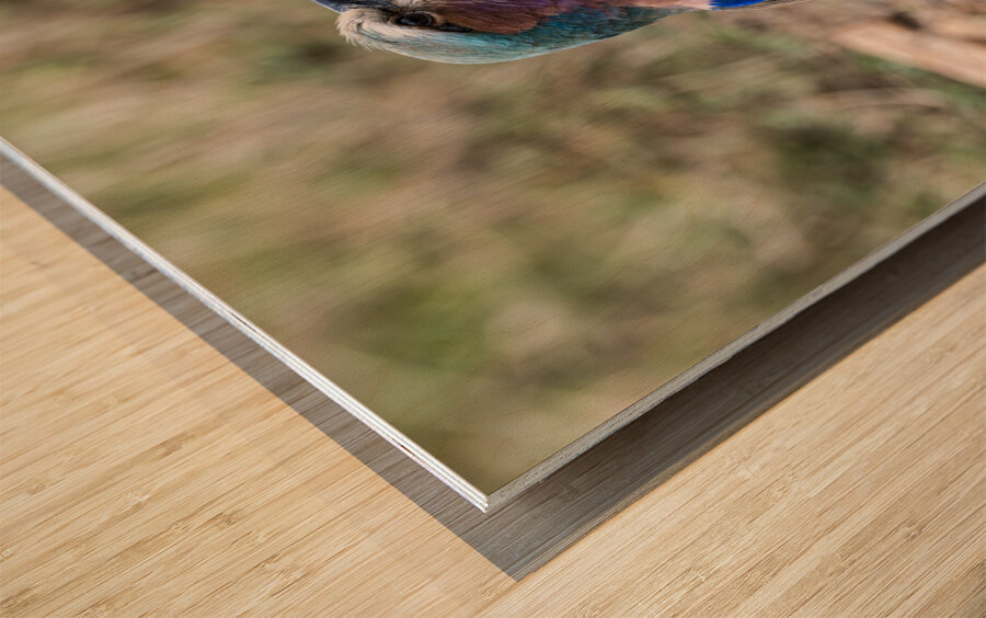 Iilac breasted roller Impression sur bois