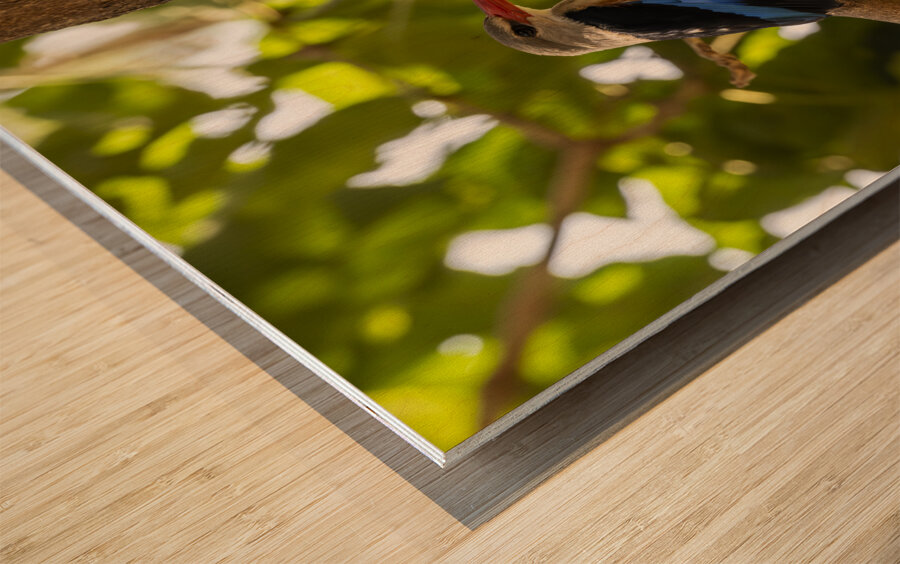 Grey headed kingfisher Amboseli National Park Kenya Wood print