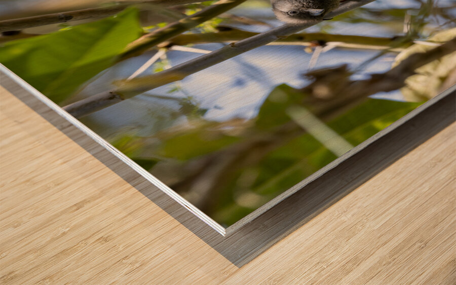 Speckled mousebird Sweetwaters kenya Impression sur bois