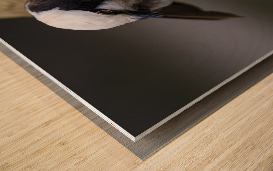 Southernwhite crowned shrike Sweetwaters kenya Wood print