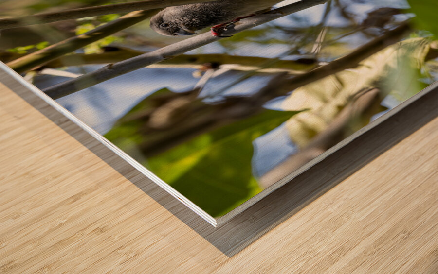 Speckled mousebird Sweetwaters kenya Wood print