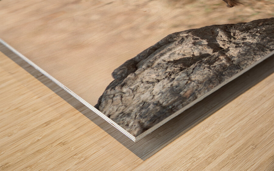 Loiness Sarengeti Africa Wood print