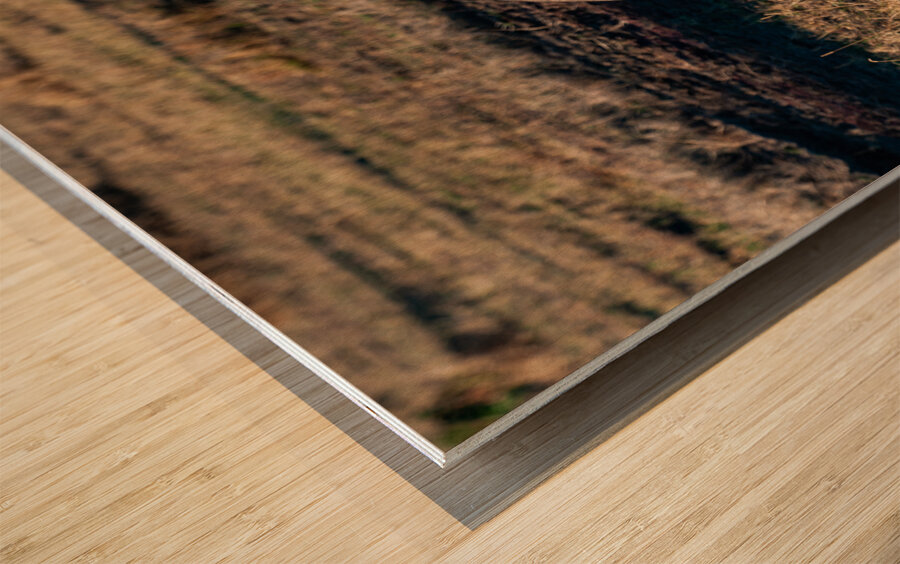 African elephant Wood print