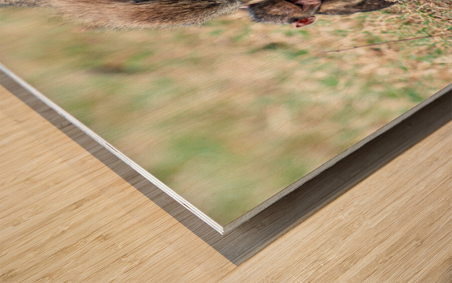 Baboon Lake Nakuru Africa Impression sur bois