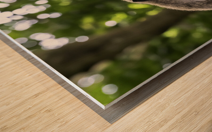 Monkey Forest Bali Wood print