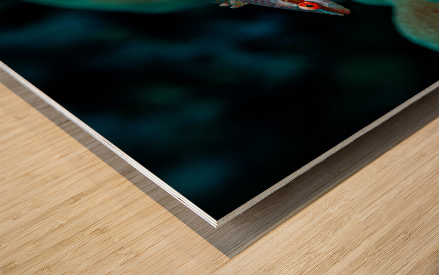 Speckled Maori Wrasse Milolii dock Kona Hawaii Impression sur bois