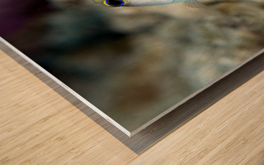 Yellowhead Jawfish Wood print