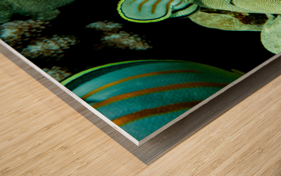 Ornate butterfly fish place of refuge hawaii Wood print