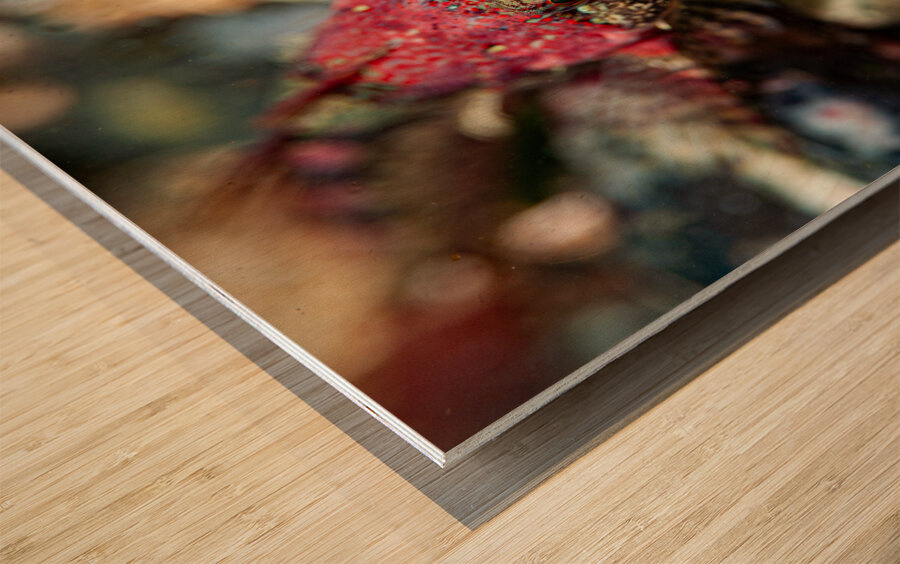 Scalyhead sculpin Keystone jetty Washington state  Wood print