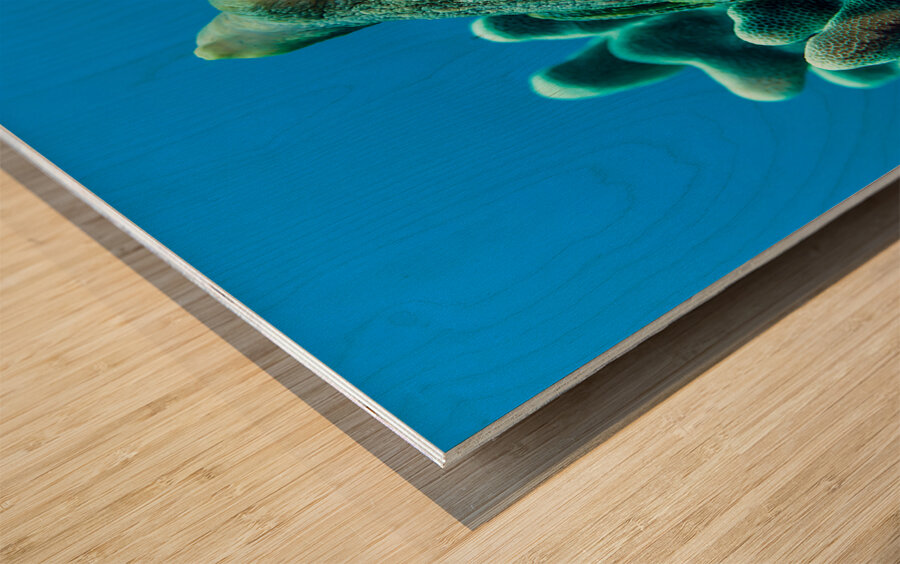 Octopus Hawaii big island Wood print