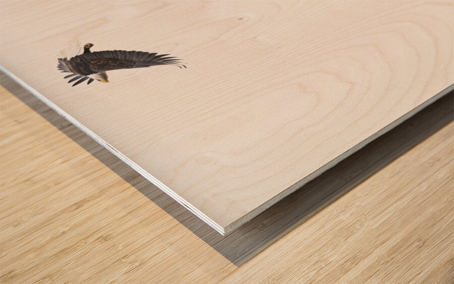 Eagle soaring over a tree Impression sur bois