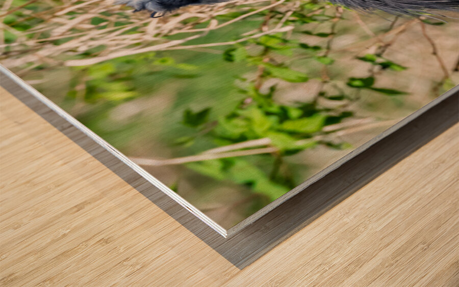 Great Blue Haron 2 Impression sur bois