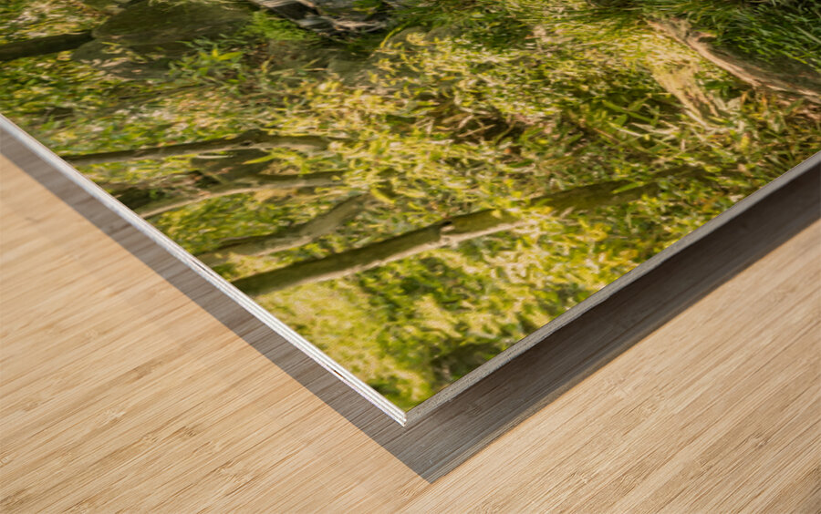 Koko-Em Gardens Kobe Japan Wood print