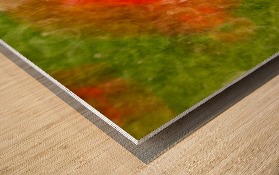 ICM of poppys Monets  Gardens Kotchi Japan Wood print