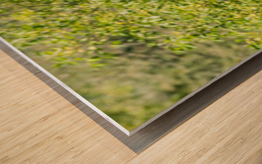 rifel bird sanctuary Impression sur bois