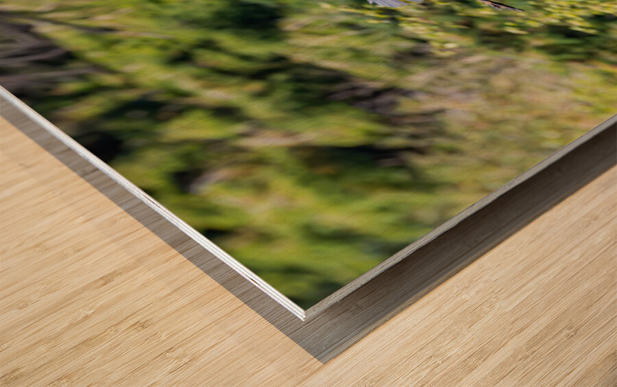 rifel bird sanctuary 2 Wood print