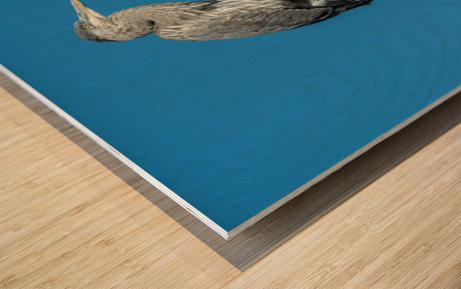 Great Blue Haron Fraser River Fort Langley 3 Wood print