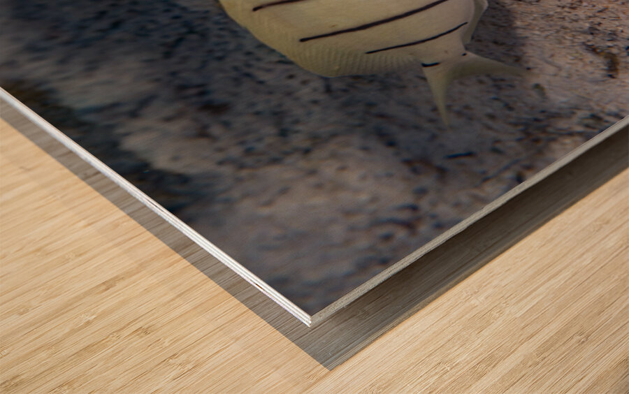 Convict Tang 2 Impression sur bois