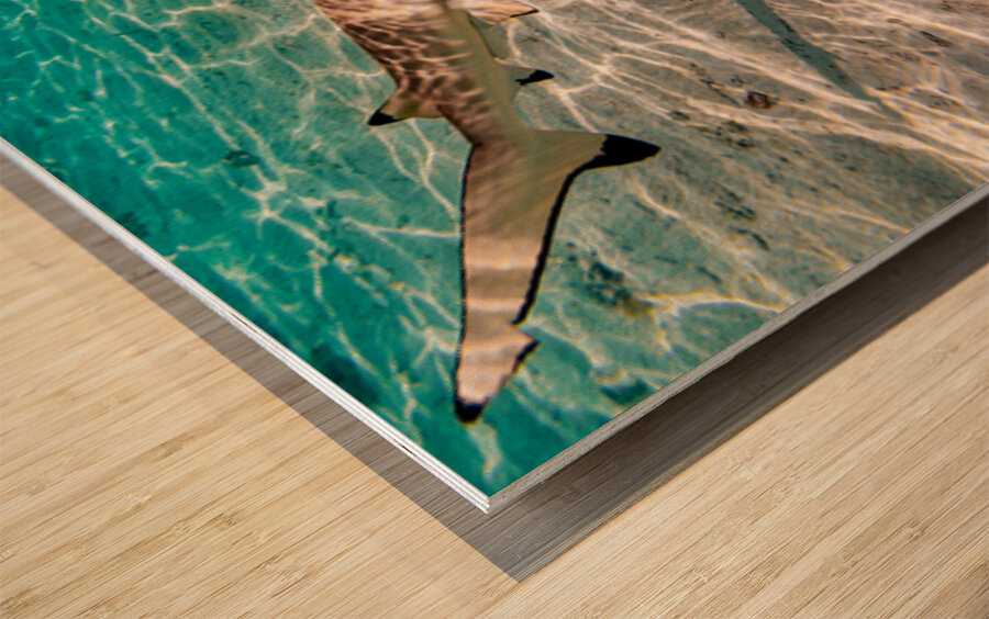 Black Tip Shark 3 Wood print